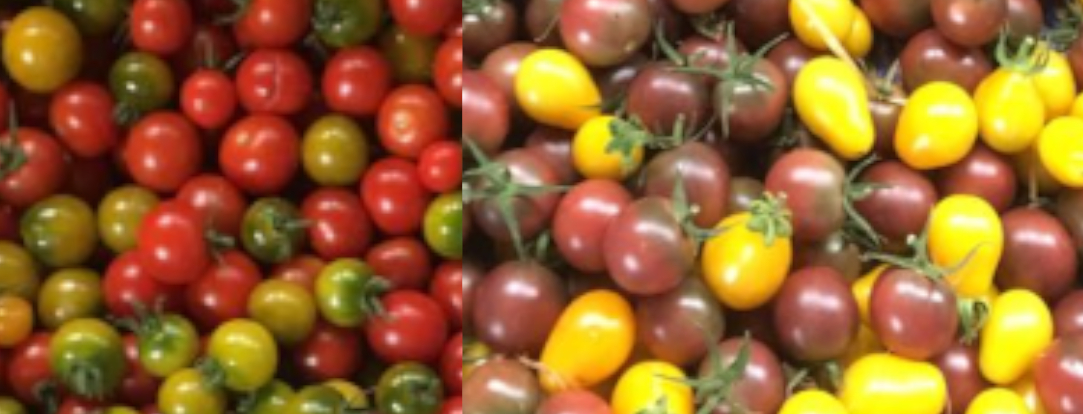 Tomates cerises