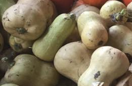 Butternut