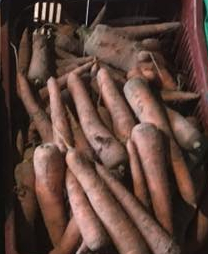 Carottes