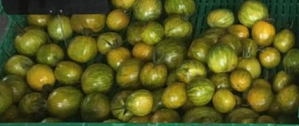 Tomates rondes pommelees