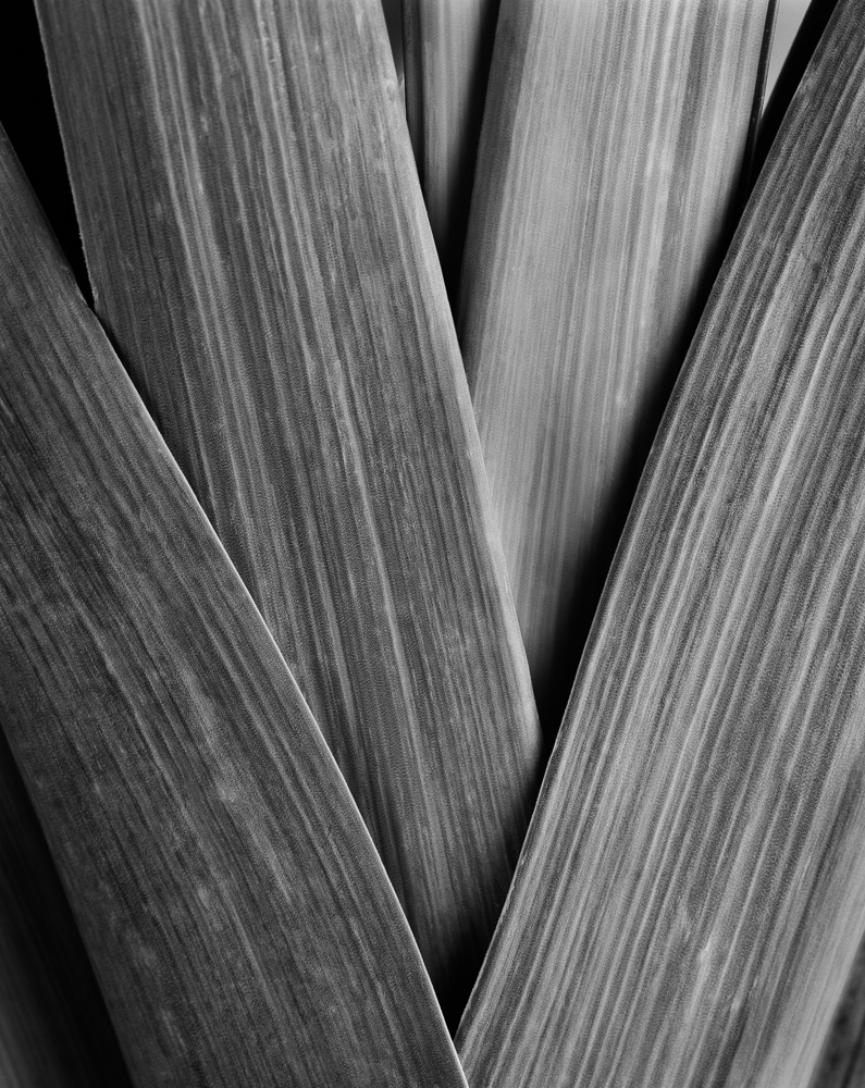 Portfolio nm  poireau