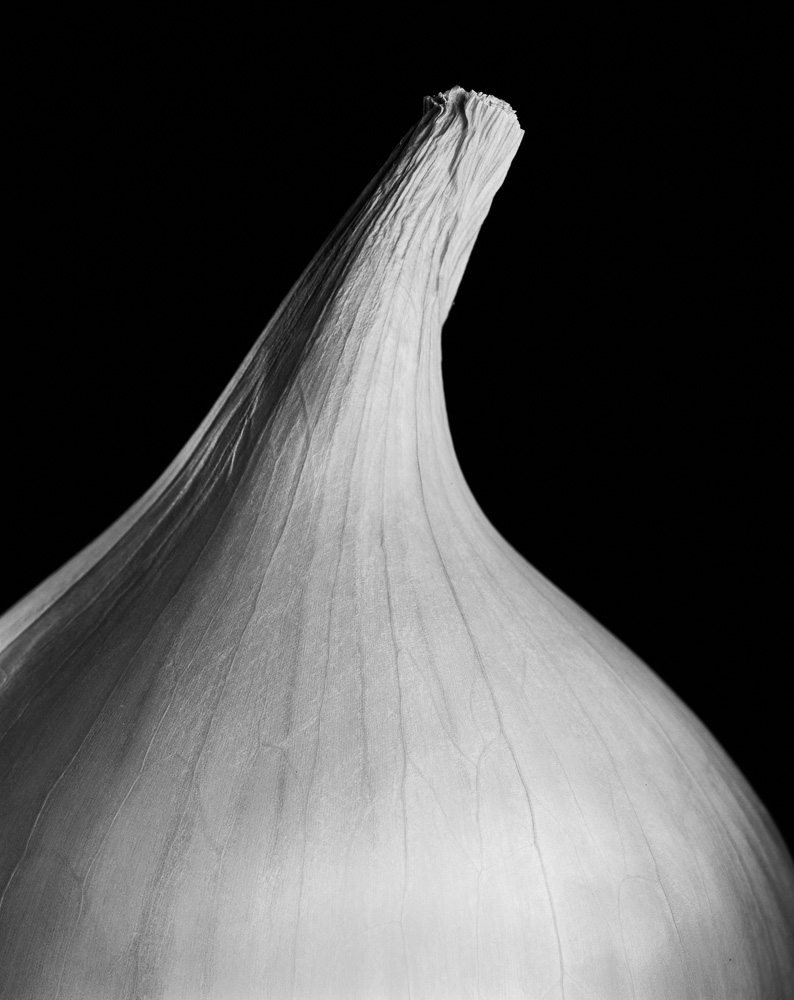 Portfolio nm  oignon