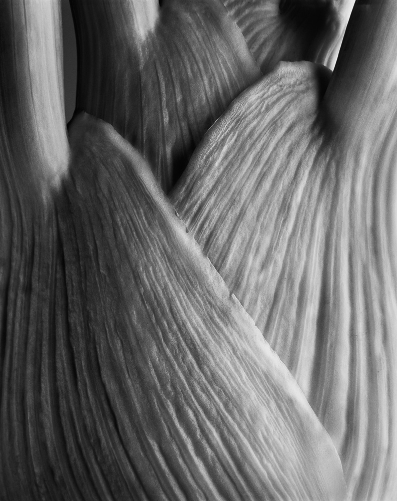 Portfolio nm  fenouil