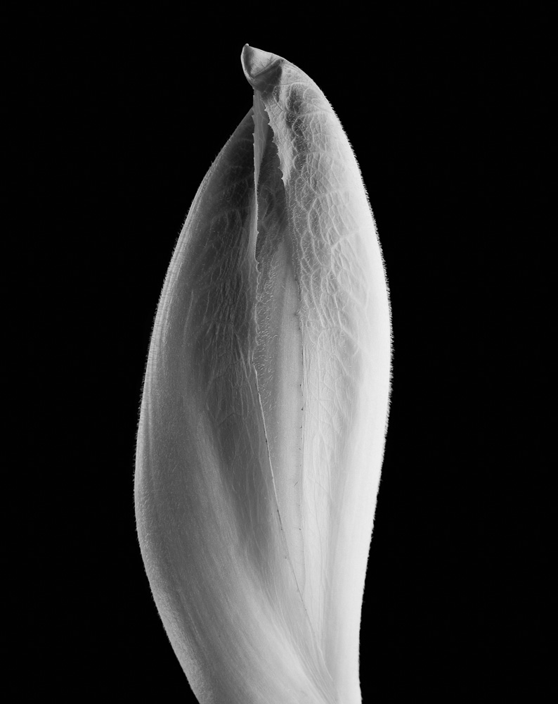 Portfolio nm  endive