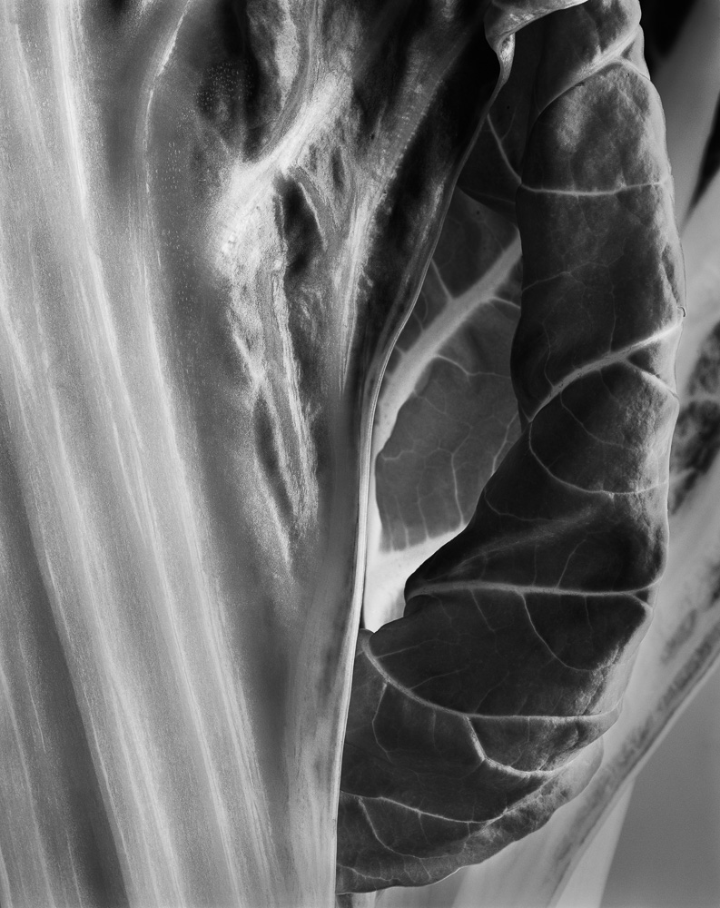 Portfolio nm  blette