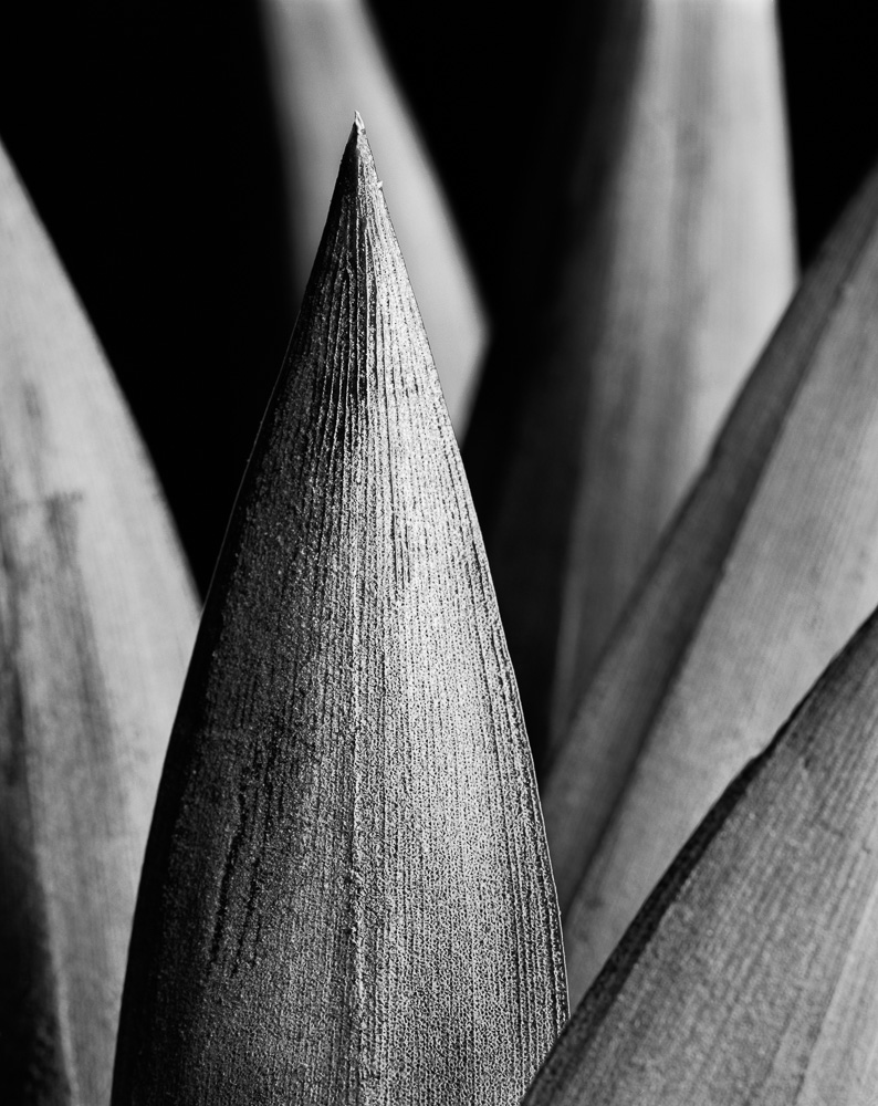 Portfolio nm  ananas