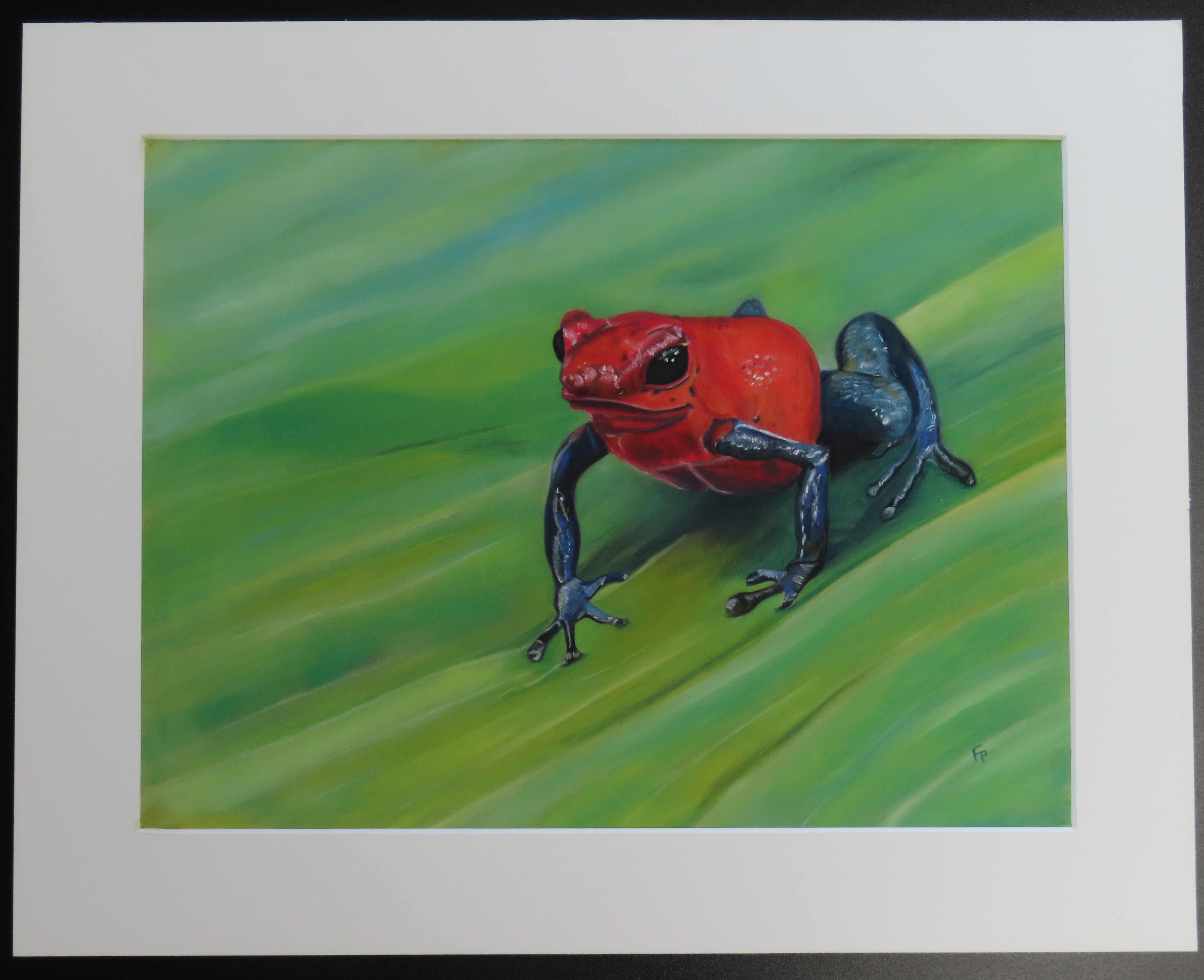 Grenouille du costa rica