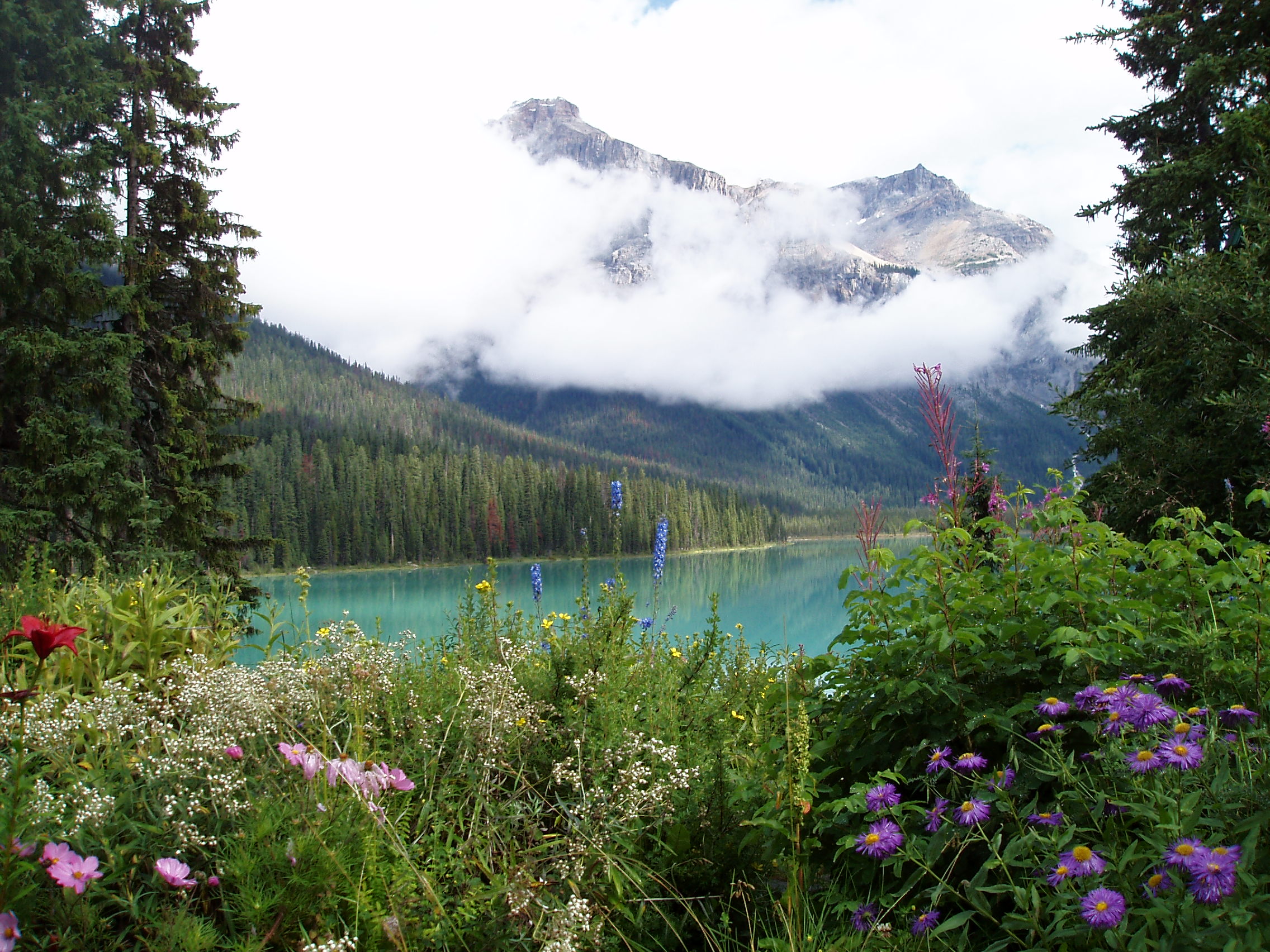 Exemple d'une photo optimisée de paysage de montagne et fleurs pour illustrer une page référencée sur une thématique nature
