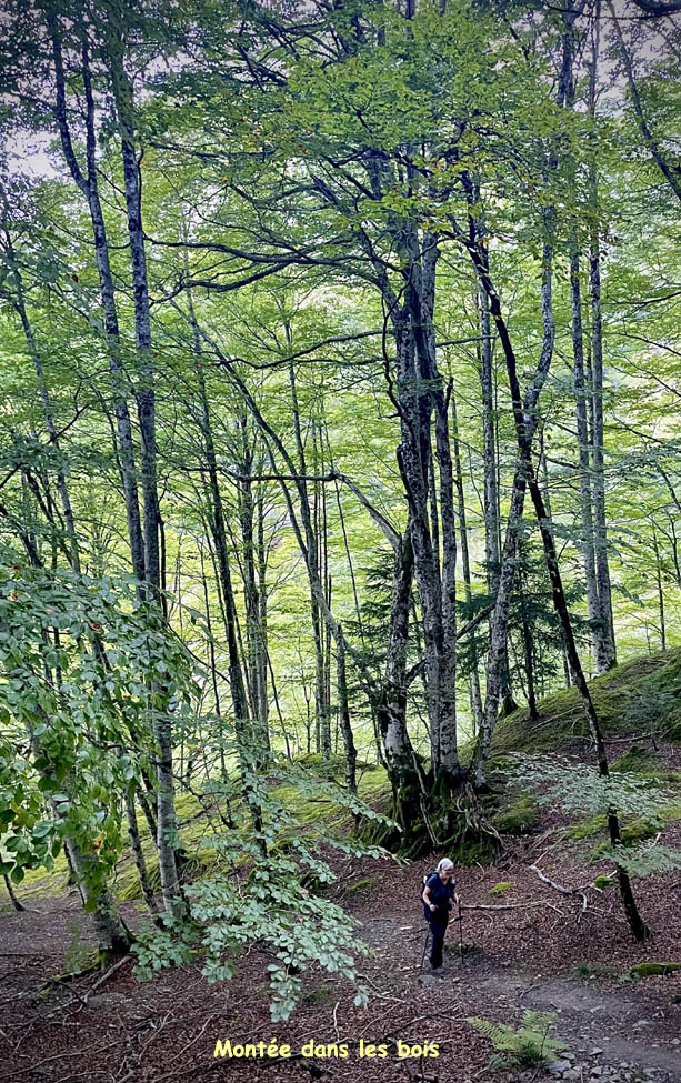 A01