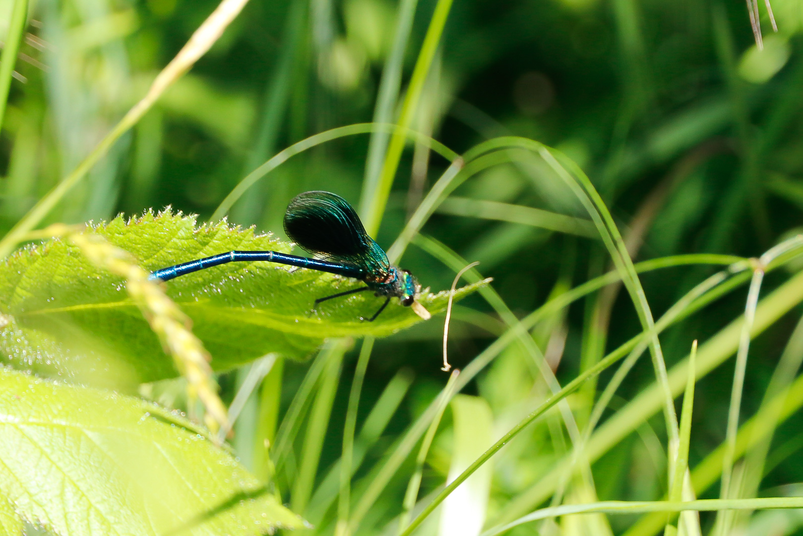 En sn 2025 mai heyssel orchide es 3966