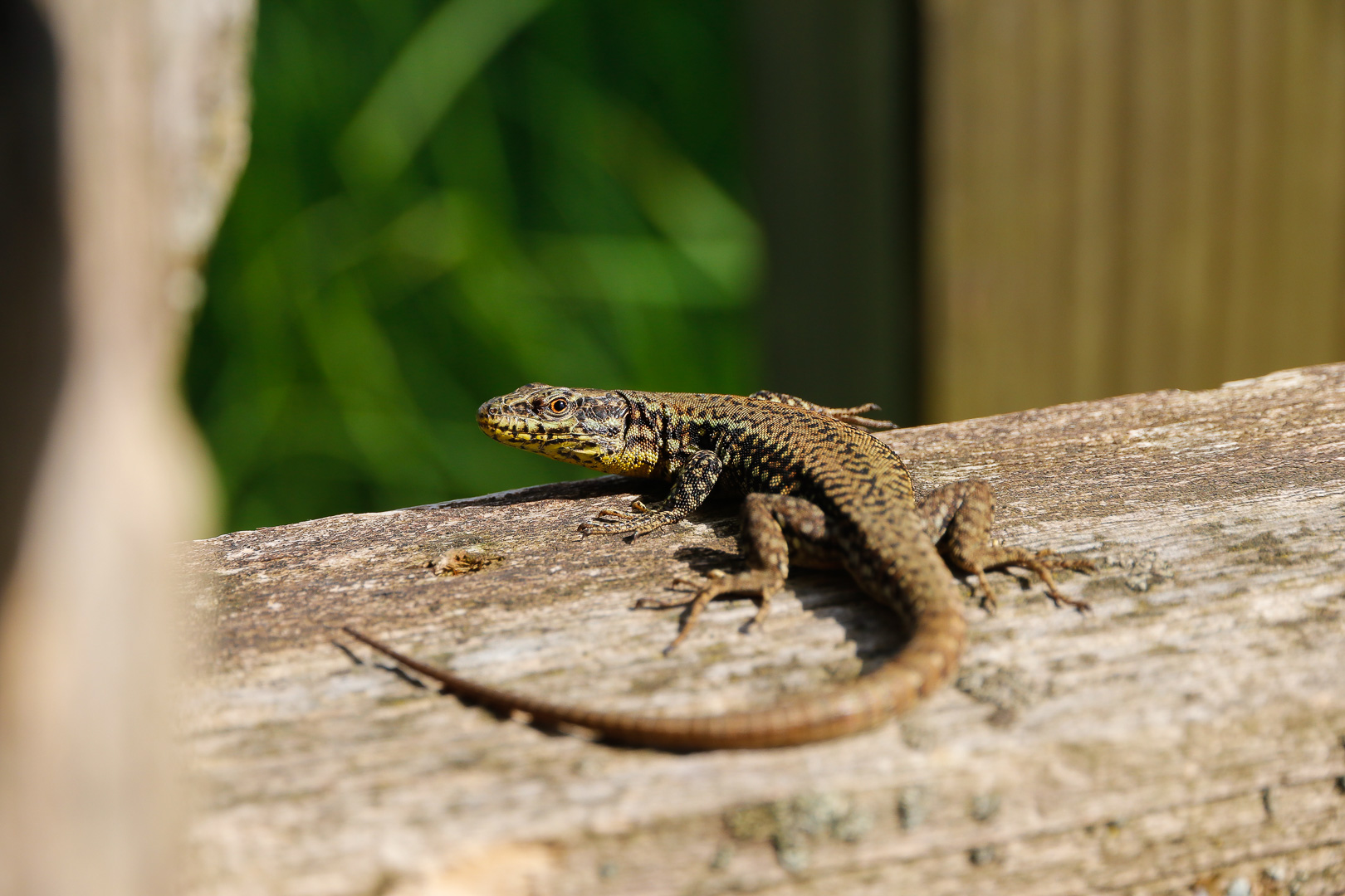 En sn 2025 avril arbres 3833