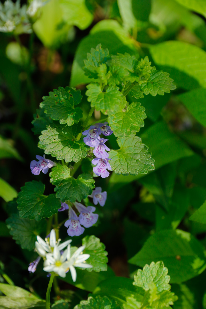 En sn 2025 avril arbres 3805