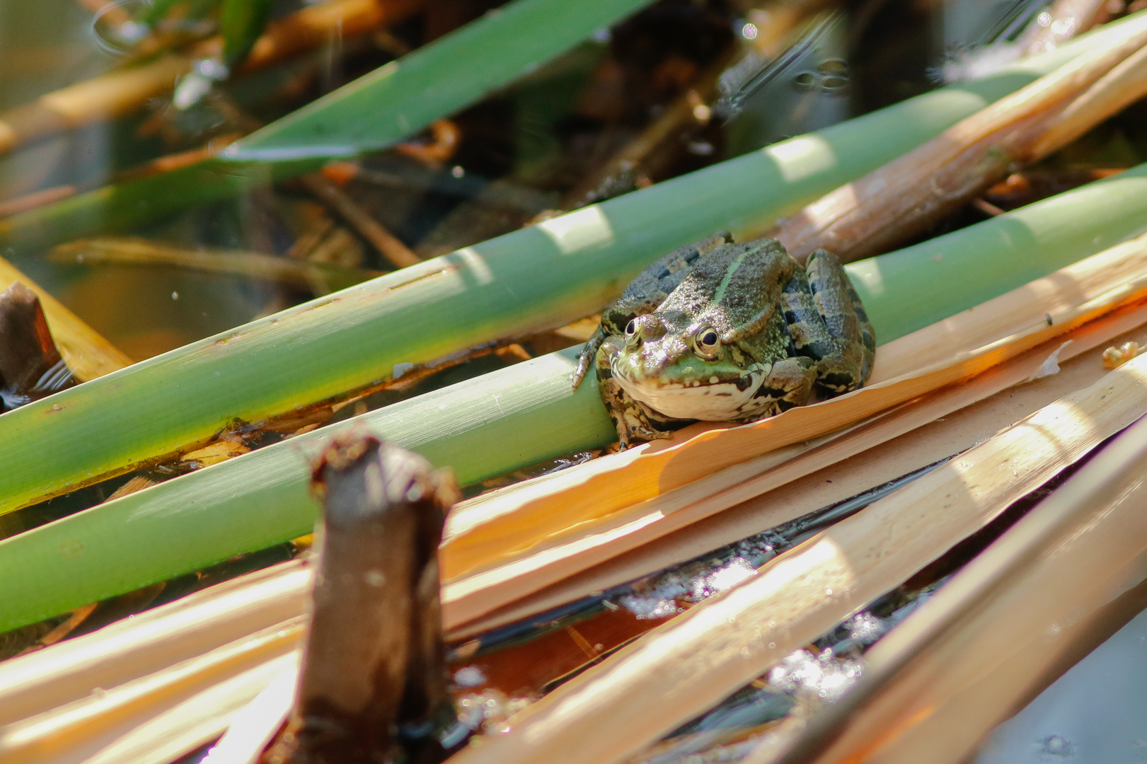 En batracien mg 5456