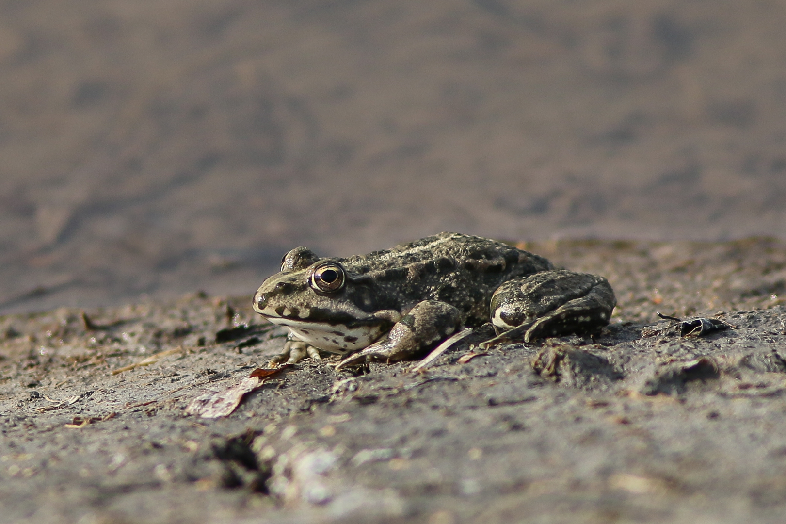 En batracien img 8649