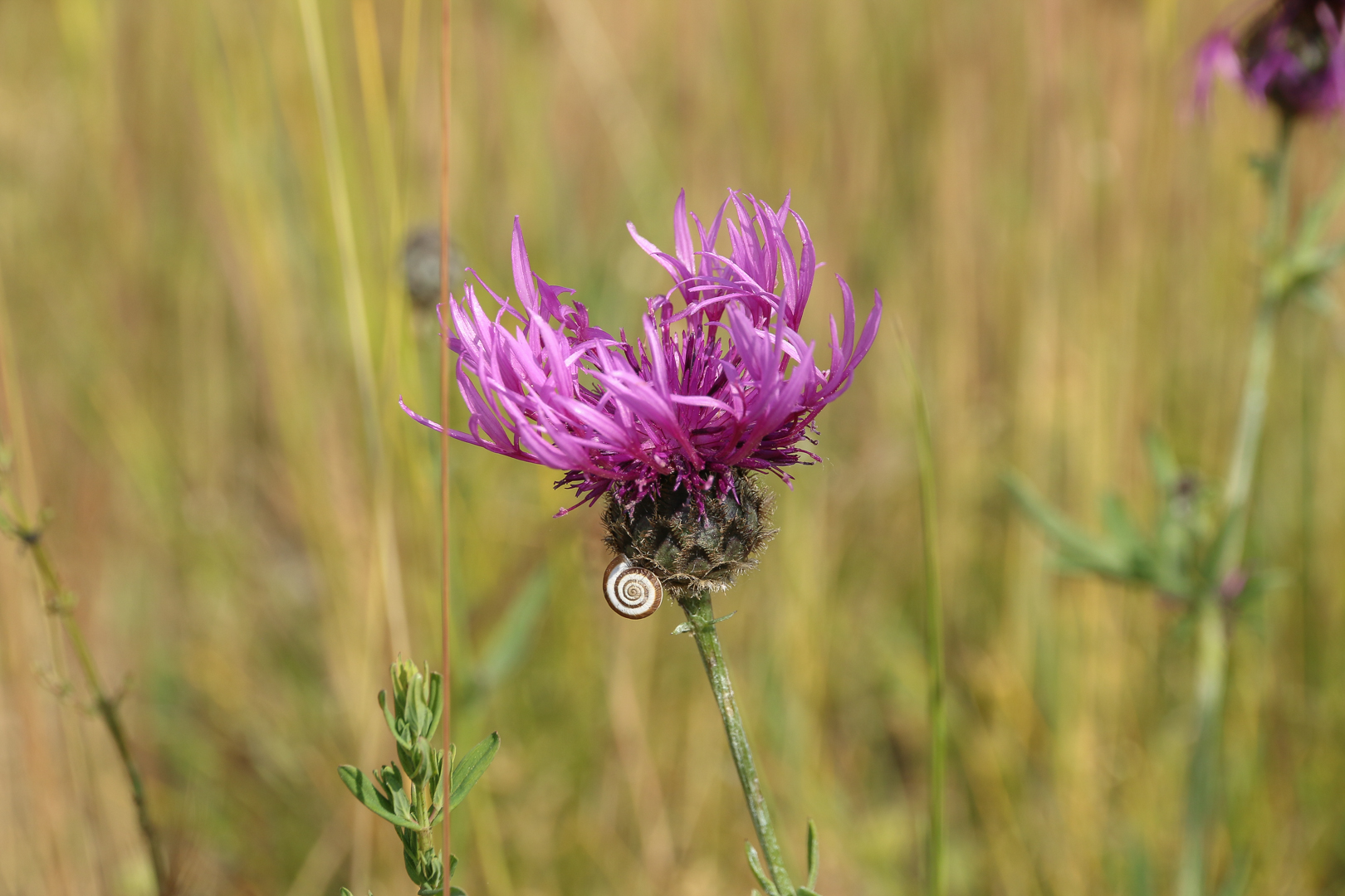 En faune et flore img 6705
