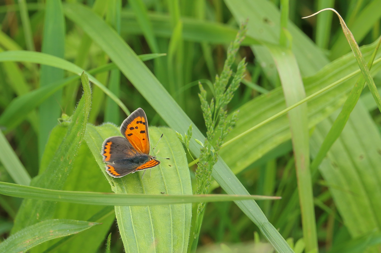 En faune et flore img 6081