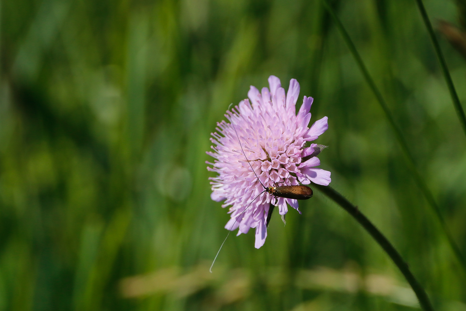 En sn 2025 mai heyssel orchide es 3940