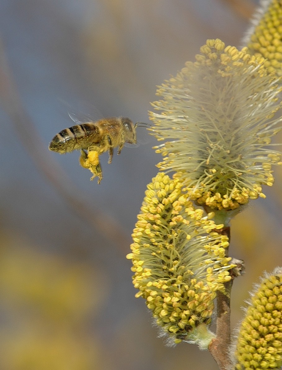 En faune et flore dsc 0025bis