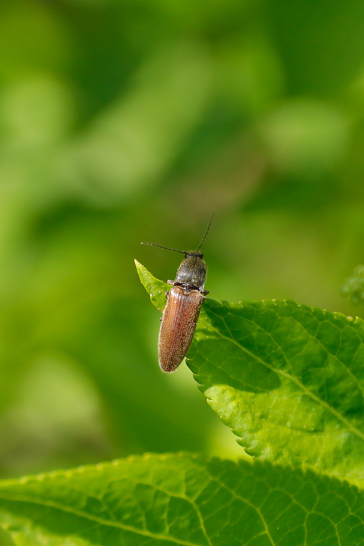 En sn 2025 avril arbres 3837