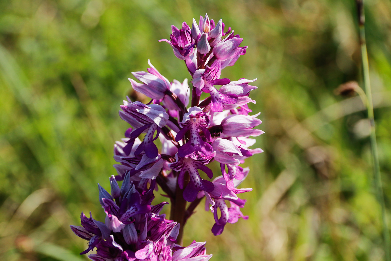 En sn 2025 mai heyssel orchide es 3985