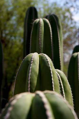 Phoenix Desert Botanical Garden