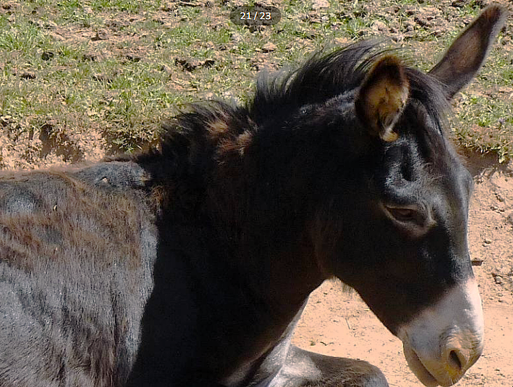21 location cote de granit rose les gites du radome phoenix