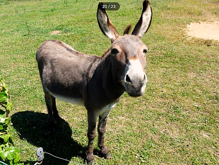 20 location cote de granit rose les gites du radome phoenix