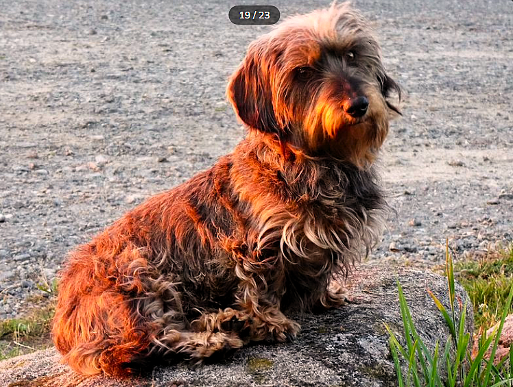 19 location cote de granit rose les gites du radome phoenix