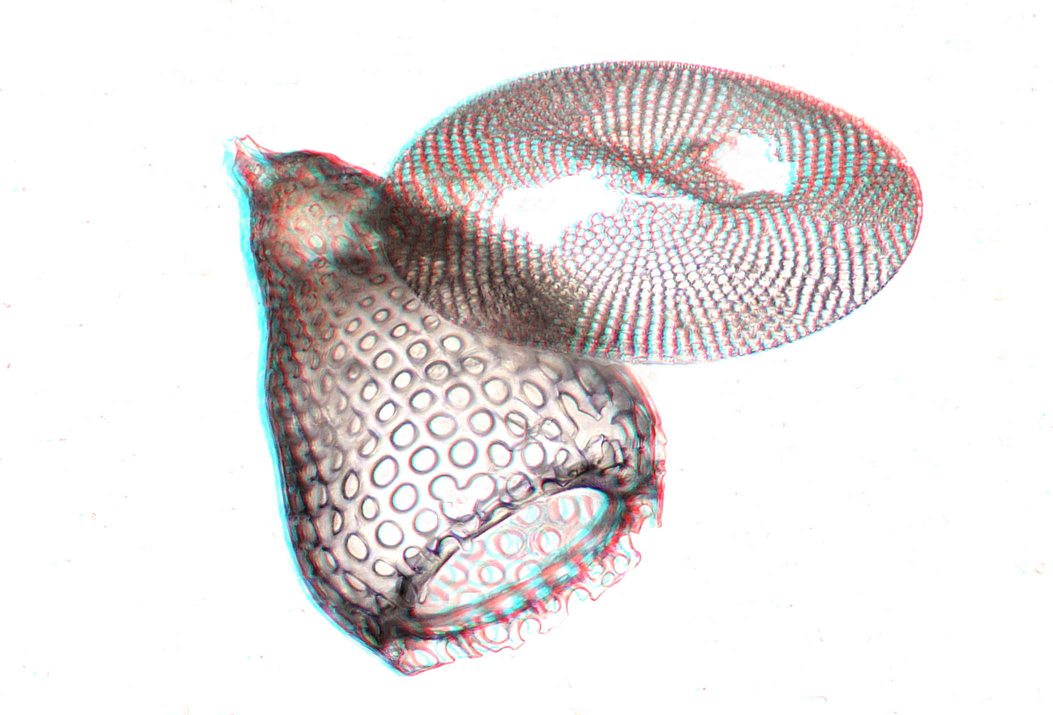 Radiolaire 3d bernard alalrd 02