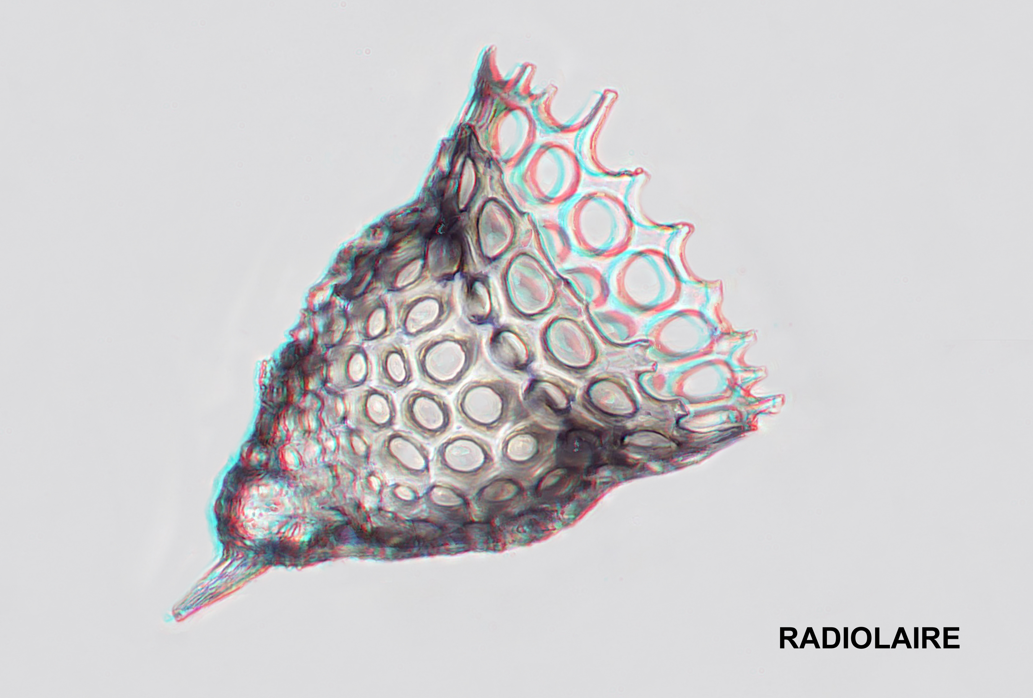 Radiolaire 3d bernard alalrd 01