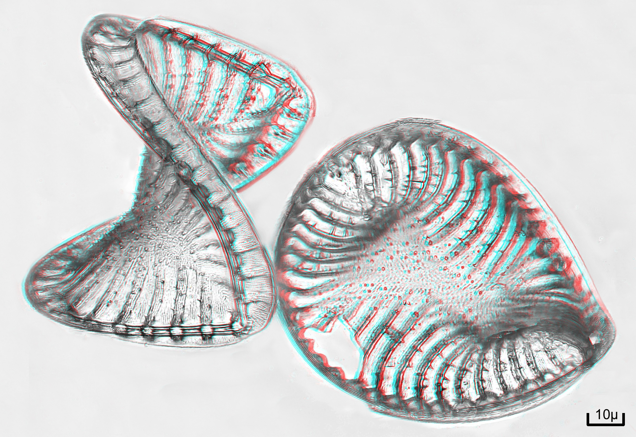Diatomee-3D-Bernard-Alalrd-06