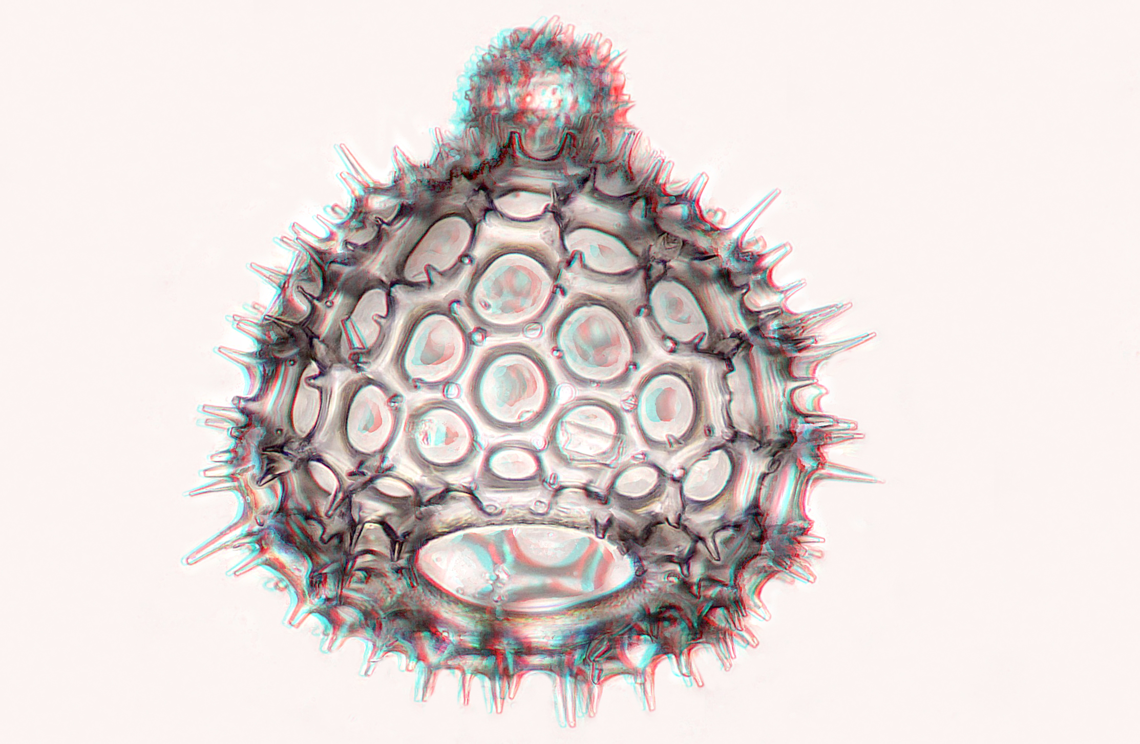 Radiolaire 3d bernard alalrd 03