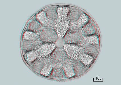 Diatomee californie cretaces stereo bernard allard