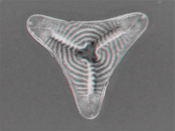 Schuettia annulata 40x 3d gerard wastiaux 1600x1200 