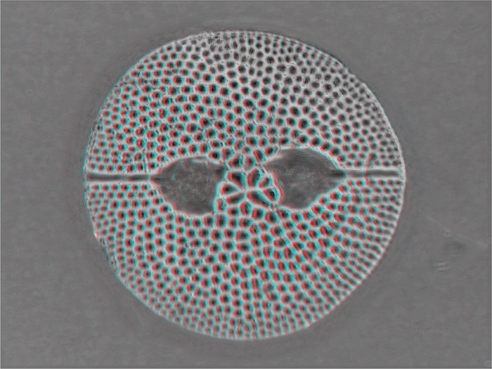 Rylandsia biradiata 40x 3d gerard wastiaux 1600x1200 