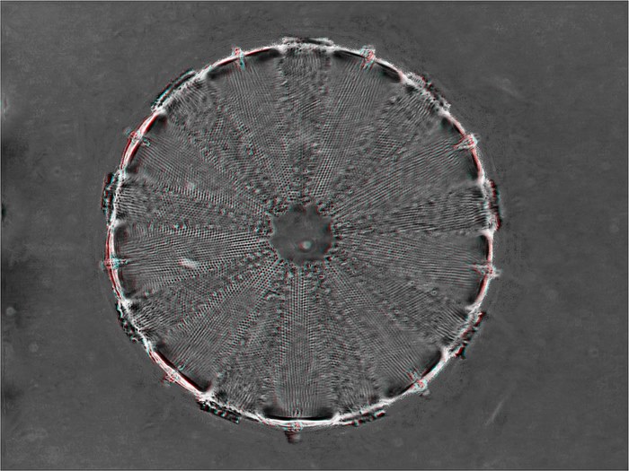 Polymixus coronalis int 40x 3d gerard wastiaux 1600x1200 
