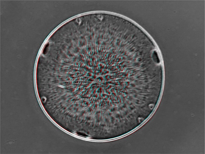 Debya isodiscus 40x 3d gerard wastiaux 1600x1200 