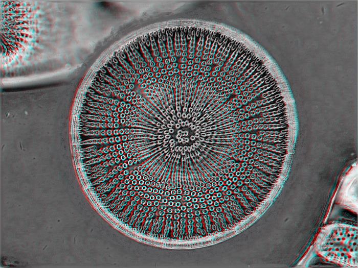 Centroporus oamaru 40x 3d gerard wastiaux 1600x1200 