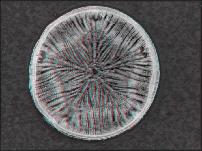 Thumia aulacodiscus schmidtii 20x 3d gerard wastiaux 1600x1200 
