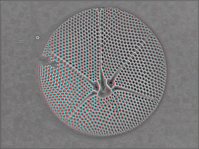 Spatongidium 40x 3d gerard wastiaux 1600x1200 