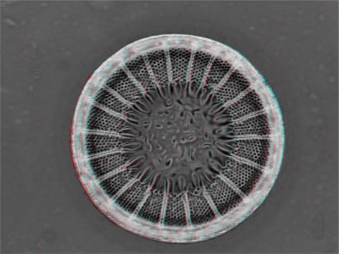Truania archangelsk 100x 3d gerard wastiaux 1600x1200 