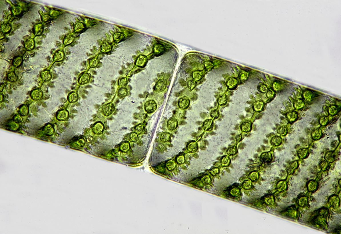 Bernard allard algue spirogyre obj x40 combinezp 8 photos