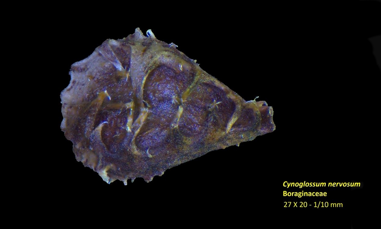 Cynoglossum nervosum de jean claude cerre