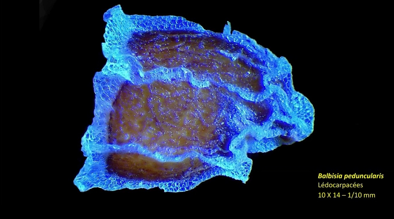 Balbisia peduncularis 2 de jean claude cerre