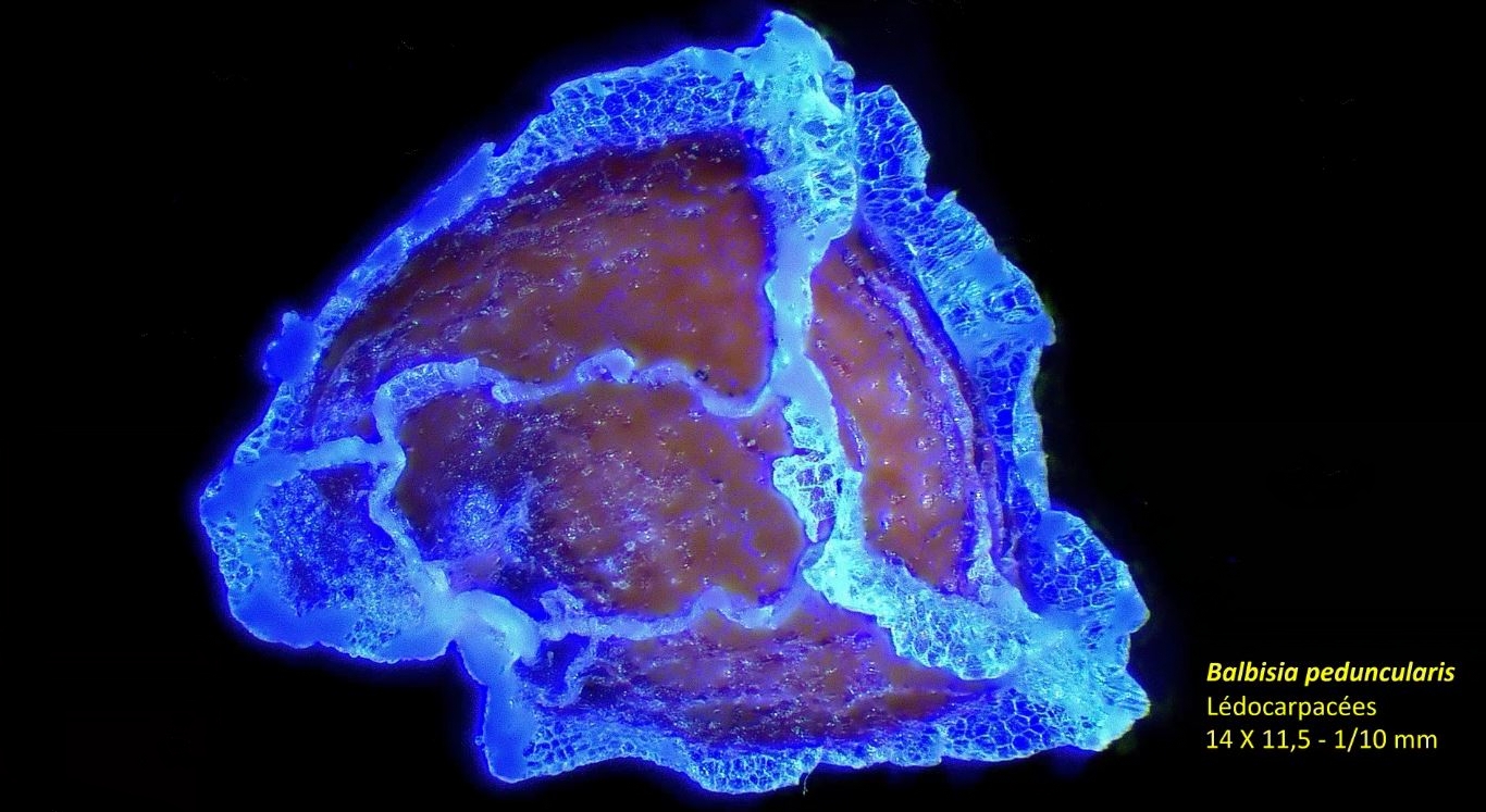 Balbisia peduncularis de jean claude cerre
