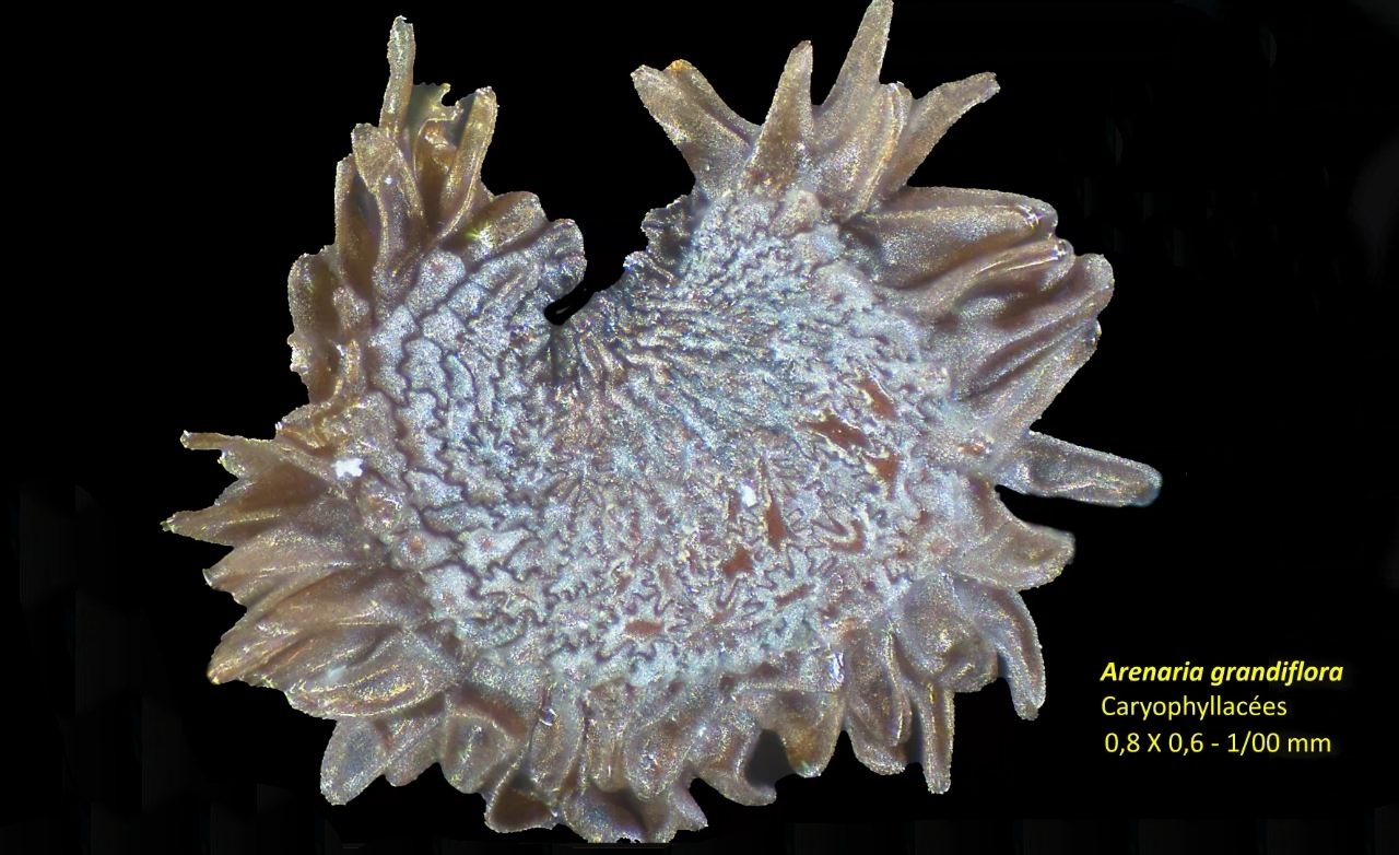 Arenaria grandiflora de jean claude cerre