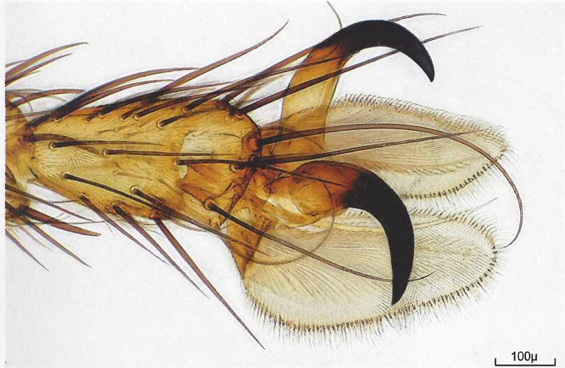 Bernard allard insectes pattes de mouche 