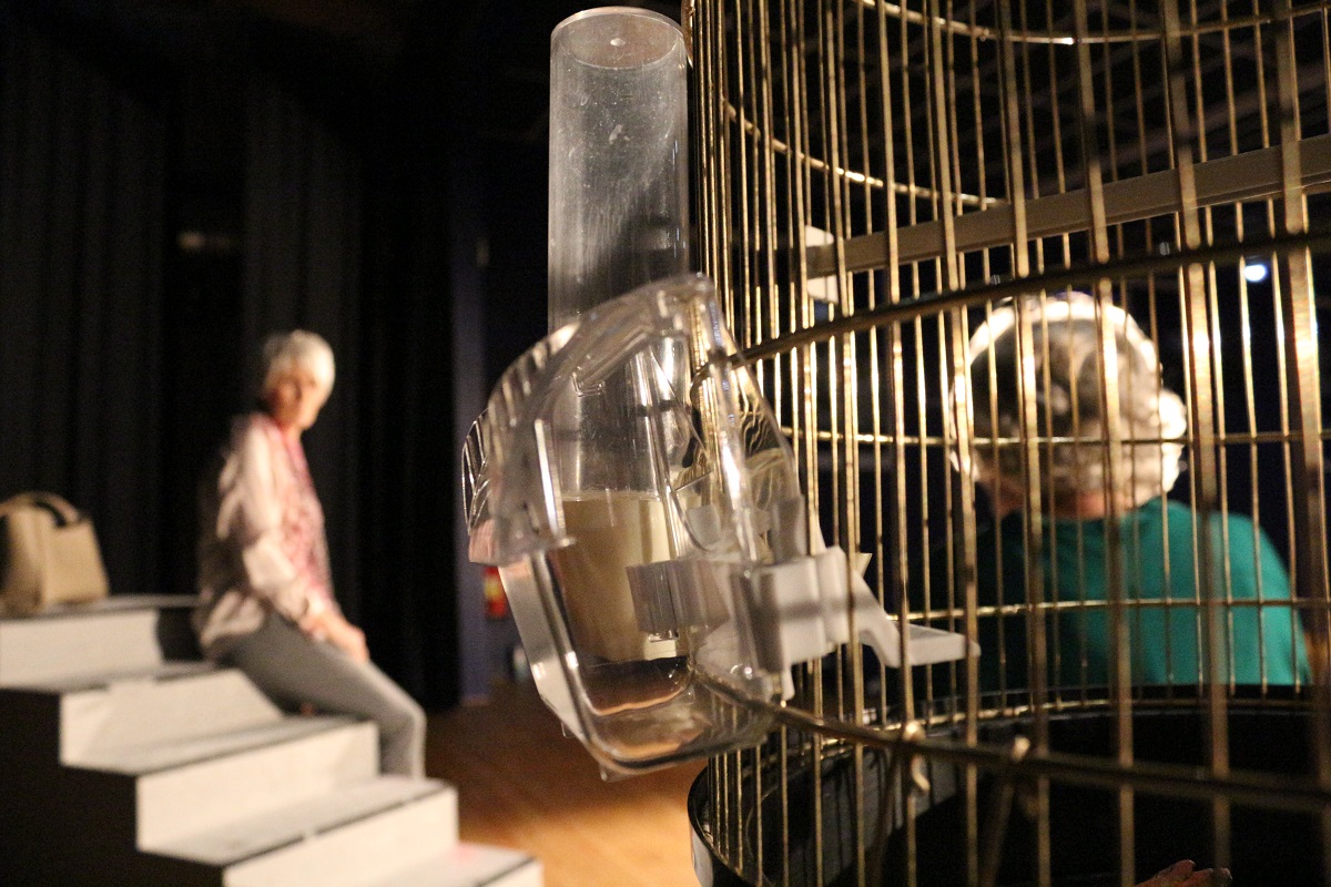 Le train de 12 45 la cage de titi