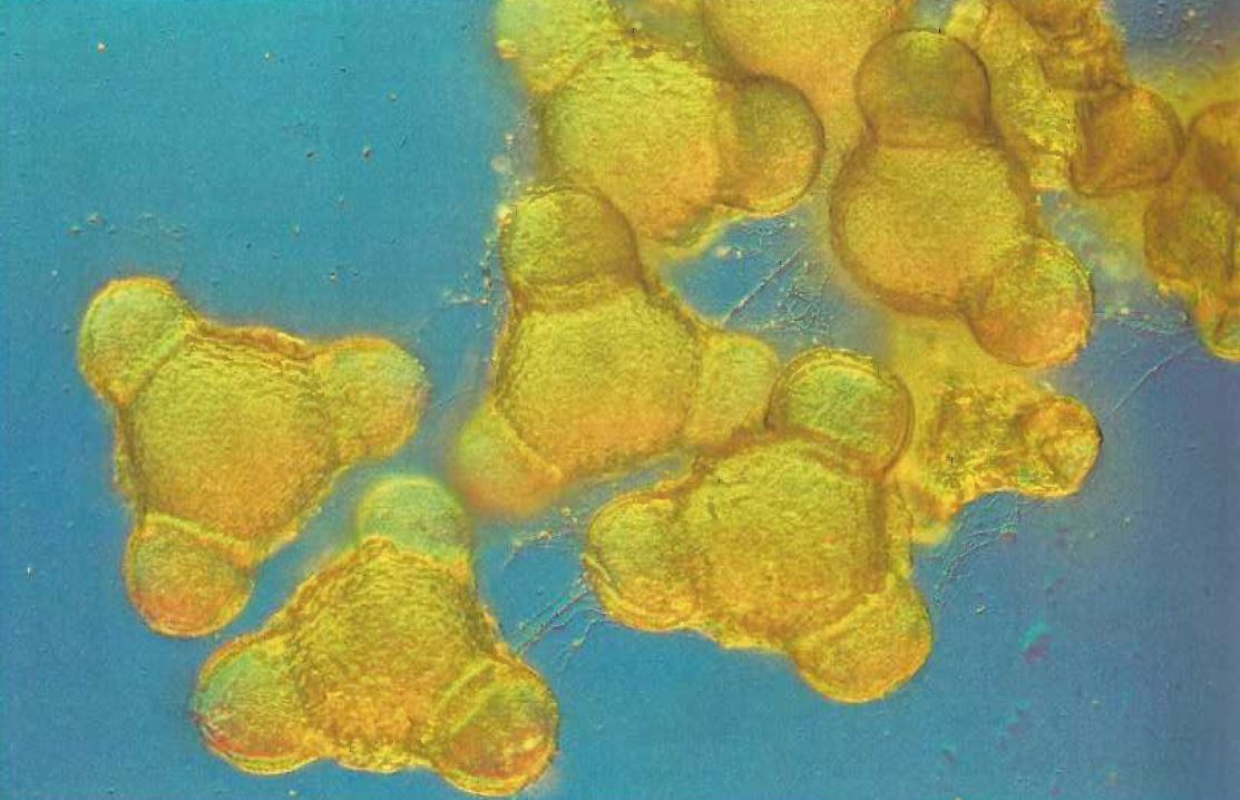 Daniel nardin pollen d onagre oenothera pynocarpa objx40 dic frange bleue
