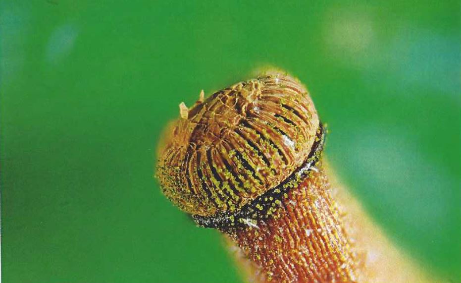Daniel nardin persitome d atrichum undulatum mousse liberant ses spores obj x10